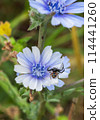 Chicory flower with spider Synema globosum close-up macro 114441260
