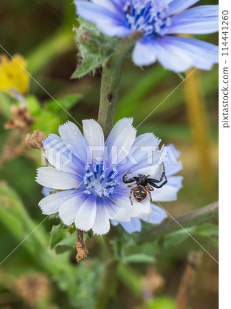Chicory flower with spider Synema globosum close-up macro Chicory flower with spider Synema globosum close-up macro 114441260
