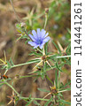chicory flower on a blurred background close up 114441261