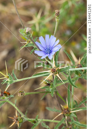 chicory flower on a blurred background close up chicory flower on a blurred background close up 114441261