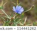 chicory flower on a blurred background close up 114441262