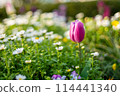 Pink tulip 114441340