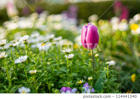 Pink tulip 114441340