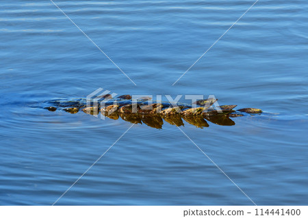 Tail of American Crocodile Crocodylus acutus, in Everglades National Park. Tail of American Crocodile Crocodylus acutus, in Everglades National Park. 114441400