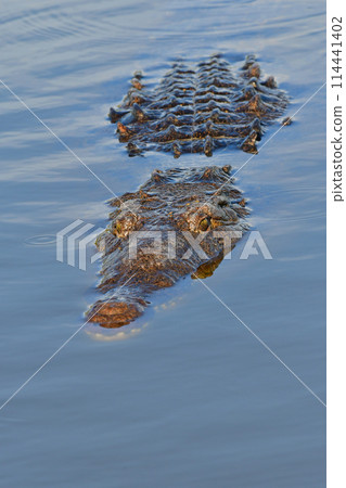 American Crocodile Crocodylus acutus, in Everglades National Park, Florida. 114441402
