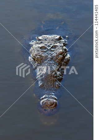 Portrait of American Crocodile Crocodylus acutus, in Everglades National Park. Portrait of American Crocodile Crocodylus acutus, in Everglades National Park. 114441405