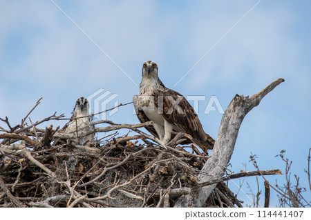 Osprey, Pandion haliaetus, on nest with young in Everglades National Park. Osprey, Pandion haliaetus, on nest with young in Everglades National Park. 114441407