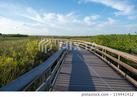 Elevated boardwalk over wetlands of Everglades National Park. 114441412