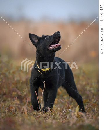 Vertical Portrait of a black German shepherd puppy 114441421