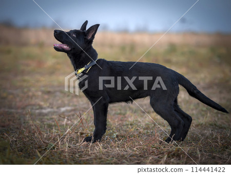 Portrait of a black German shepherd puppy Portrait of a black German shepherd puppy 114441422