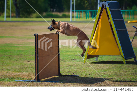 Jumping Belgian shepherd malinois performing the exercise "Retrieve over the 1m hurdle" Jumping Belgian shepherd malinois performing the exercise "Retrieve over the 1m hurdle" 114441495