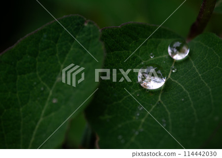 Two Drops of Water on a Green Leaf 114442030