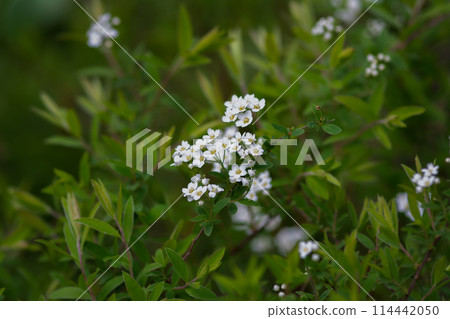 Bush With White Flowers and Green Leaves 114442050