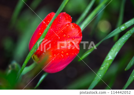 Blooming Red Flower With Water Droplets 114442052