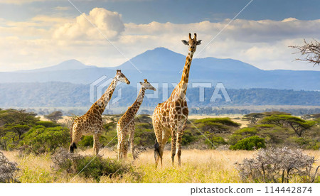 Giraffe image material Giraffe image material 114442874
