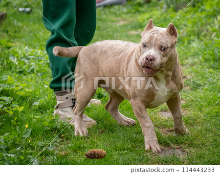 American Bully puppy playing with human hands. The dog lies on its back with its paws outstretched. A dog's love for its owner 114443233