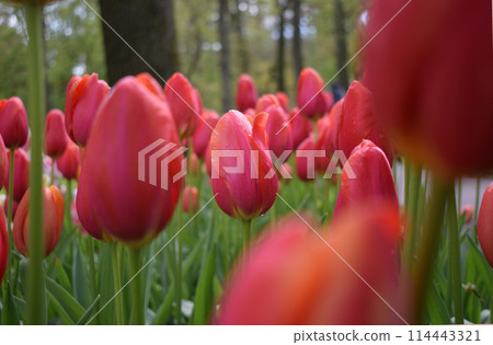 Field with beautiful red tulips Field with beautiful red tulips 114443321