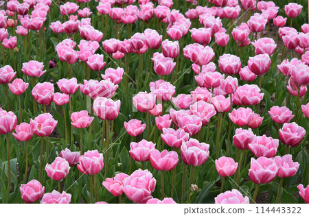 Field with beautiful pink tulips Field with beautiful pink tulips 114443322