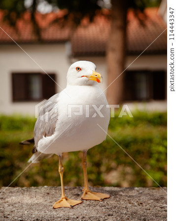 Detailed close-up of seagull perching outdoors, with focus on its sharp features. 114443347