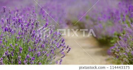Scenic view blooming lavender field, showcasing rows of purple flowers, travel and nature concept 114443375