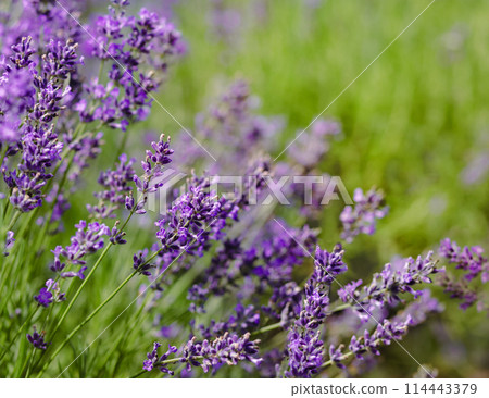 Scenic view blooming lavender field, showcasing rows of purple flowers, travel and nature concept 114443379