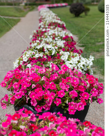 Bright and colorful petunia flowers arranged in long beds along park path. Bright and colorful petunia flowers arranged in long beds along park path. 114443385