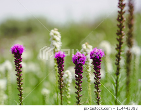 Various purple and white wildflowers in lush meadow. Nature and diversity concept for design Various purple and white wildflowers in lush meadow. Nature and diversity concept for design 114443388