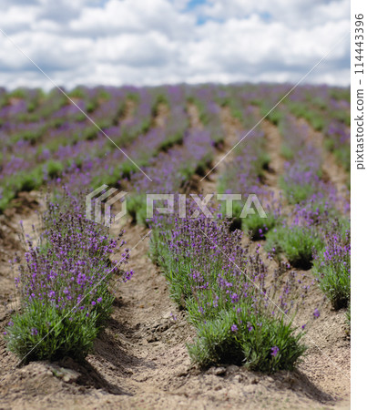 Scenic view blooming lavender field, showcasing rows of purple flowers, travel and nature concept 114443396