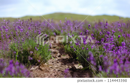 Scenic view blooming lavender field, showcasing rows of purple flowers, travel and nature concept 114443398