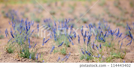 Scenic view blooming lavender field, showcasing rows of purple flowers, travel and nature concept Scenic view blooming lavender field, showcasing rows of purple flowers, travel and nature concept 114443402