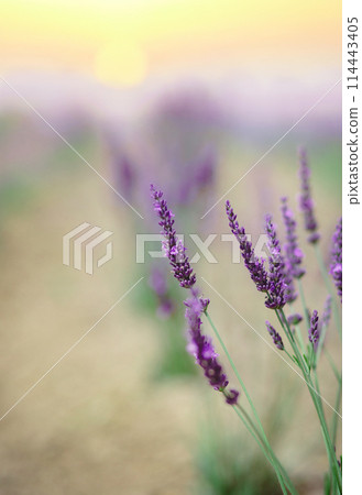 Scenic view blooming lavender field, showcasing rows of purple flowers, travel and nature concept Scenic view blooming lavender field, showcasing rows of purple flowers, travel and nature concept 114443405