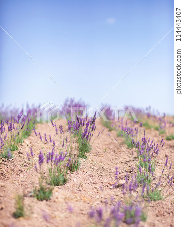Scenic view blooming lavender field, showcasing rows of purple flowers, travel and nature concept Scenic view blooming lavender field, showcasing rows of purple flowers, travel and nature concept 114443407