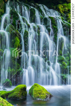 "Akita Prefecture" Spring scenery of the underground waters of Mototaki Falls "Akita Prefecture" Spring scenery of the underground waters of Mototaki Falls 114443527