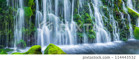 "Akita Prefecture" Spring scenery of the underground waters of Mototaki Falls "Akita Prefecture" Spring scenery of the underground waters of Mototaki Falls 114443532