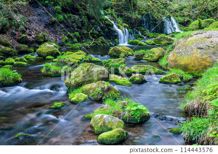 "Akita Prefecture" Spring scenery of the underground waters of Mototaki Falls and the moss-covered Mototaki River 114443576