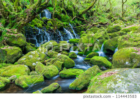 《秋田縣》元瀧川的地下水和苔蘚的春天景色 114443583
