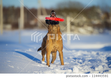 dog, snow, animal 114443591