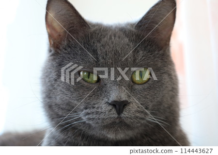 British cat face close up, Face of a gray cat, macro photo of the eye British cat face close up, Face of a gray cat, macro photo of the eye 114443627