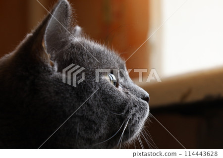 British cat face close up, Face of a gray cat, macro photo of the eye British cat face close up, Face of a gray cat, macro photo of the eye 114443628