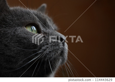 British cat face close up, Face of a gray cat, macro photo of the eye 114443629