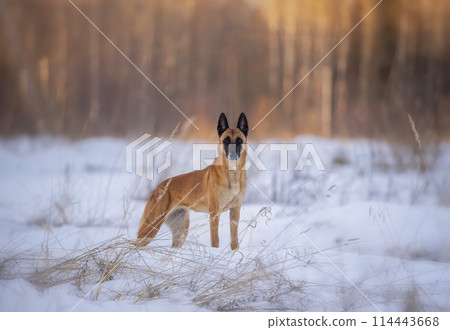 Adult belgian shepherd malinois female in the snowy field Adult belgian shepherd malinois female in the snowy field 114443668
