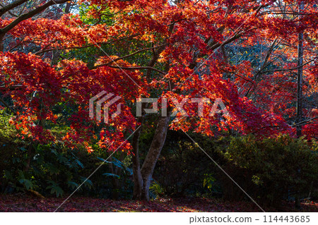 Autumn in the ancient city of Kamakura: Autumn leaves at Genjiyama Park 114443685