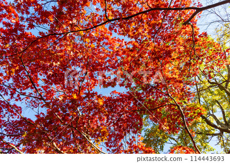 Autumn in the ancient city of Kamakura: Autumn leaves at Genjiyama Park 114443693