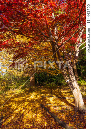Autumn in the ancient city of Kamakura: Autumn leaves at Genjiyama Park Autumn in the ancient city of Kamakura: Autumn leaves at Genjiyama Park 114443700