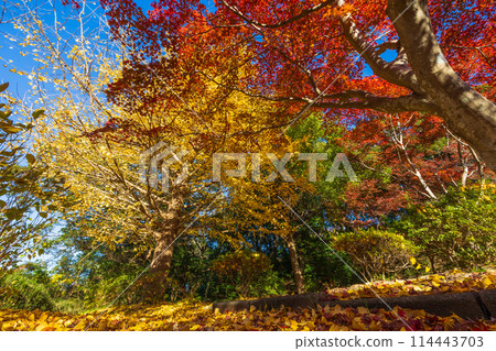 古都鎌倉的秋天－源氏山公園的紅葉 114443703