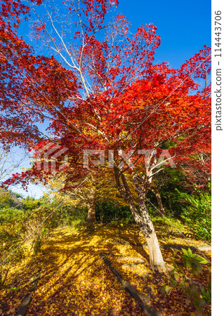 古都鎌倉的秋天-源氏山公園的紅葉 古都鎌倉的秋天-源氏山公園的紅葉 114443706