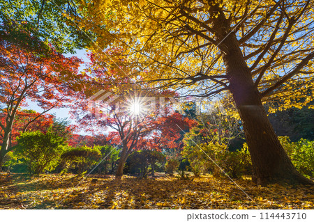 Autumn in the ancient city of Kamakura: Autumn leaves at Genjiyama Park Autumn in the ancient city of Kamakura: Autumn leaves at Genjiyama Park 114443710