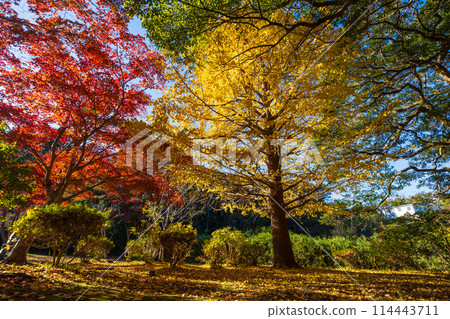 Autumn in the ancient city of Kamakura: Autumn leaves at Genjiyama Park 114443711