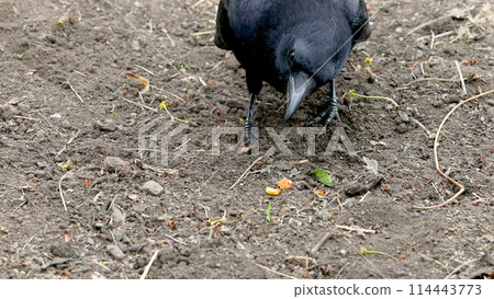 Hermopotus玻璃 Hermopotus玻璃 114443773