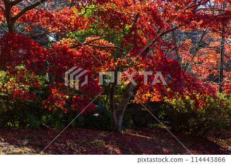 Autumn in the ancient city of Kamakura: Autumn leaves at Genjiyama Park 114443866